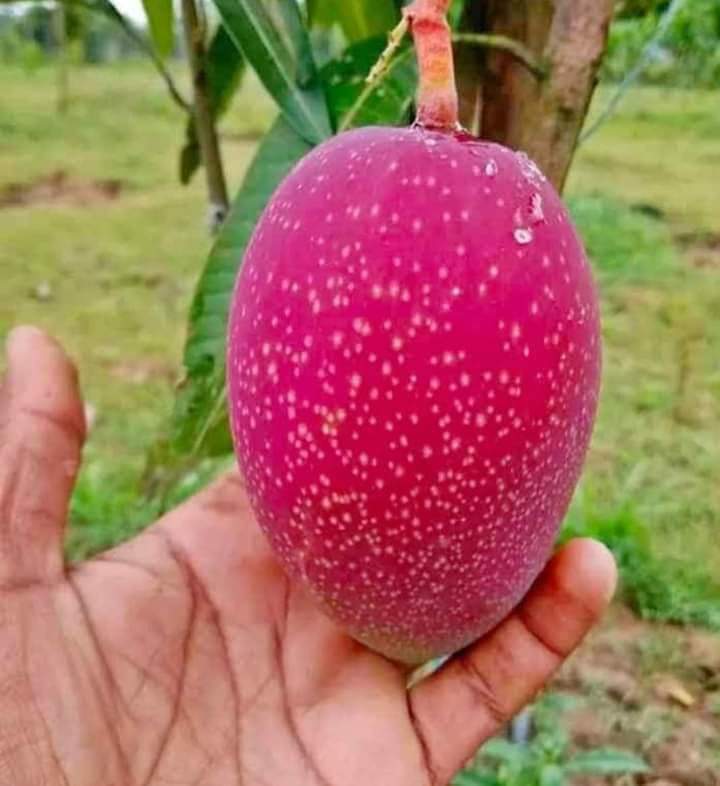 Mango Plants