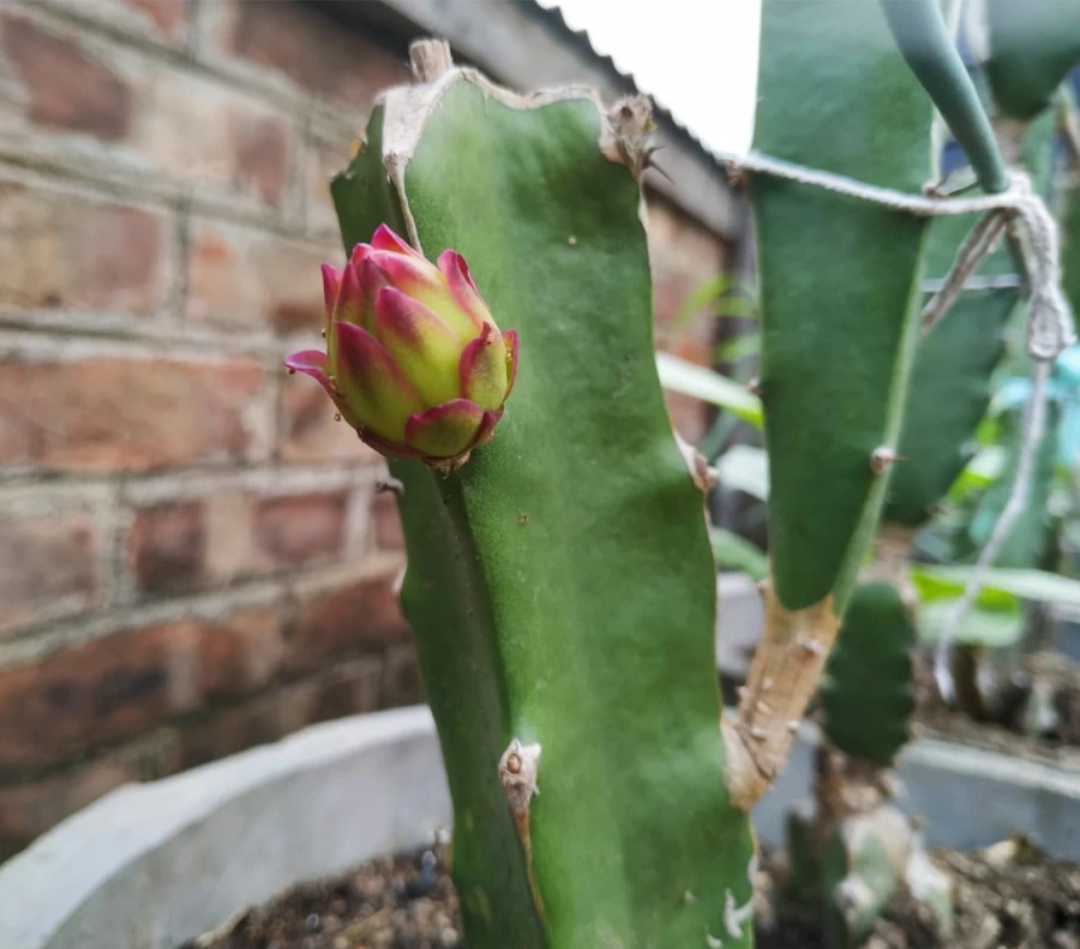 Thailand Variety Red Dragon Fruit Hybrid Plant