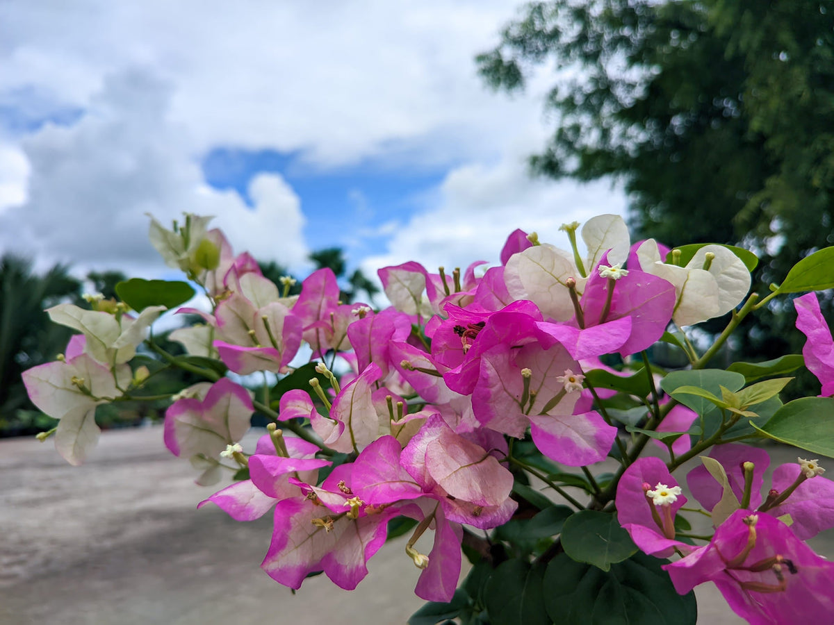 Merry Palmer Bougainvillea Flower Live Plant