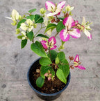 Merry Palmer Bougainvillea Flower Live Plant