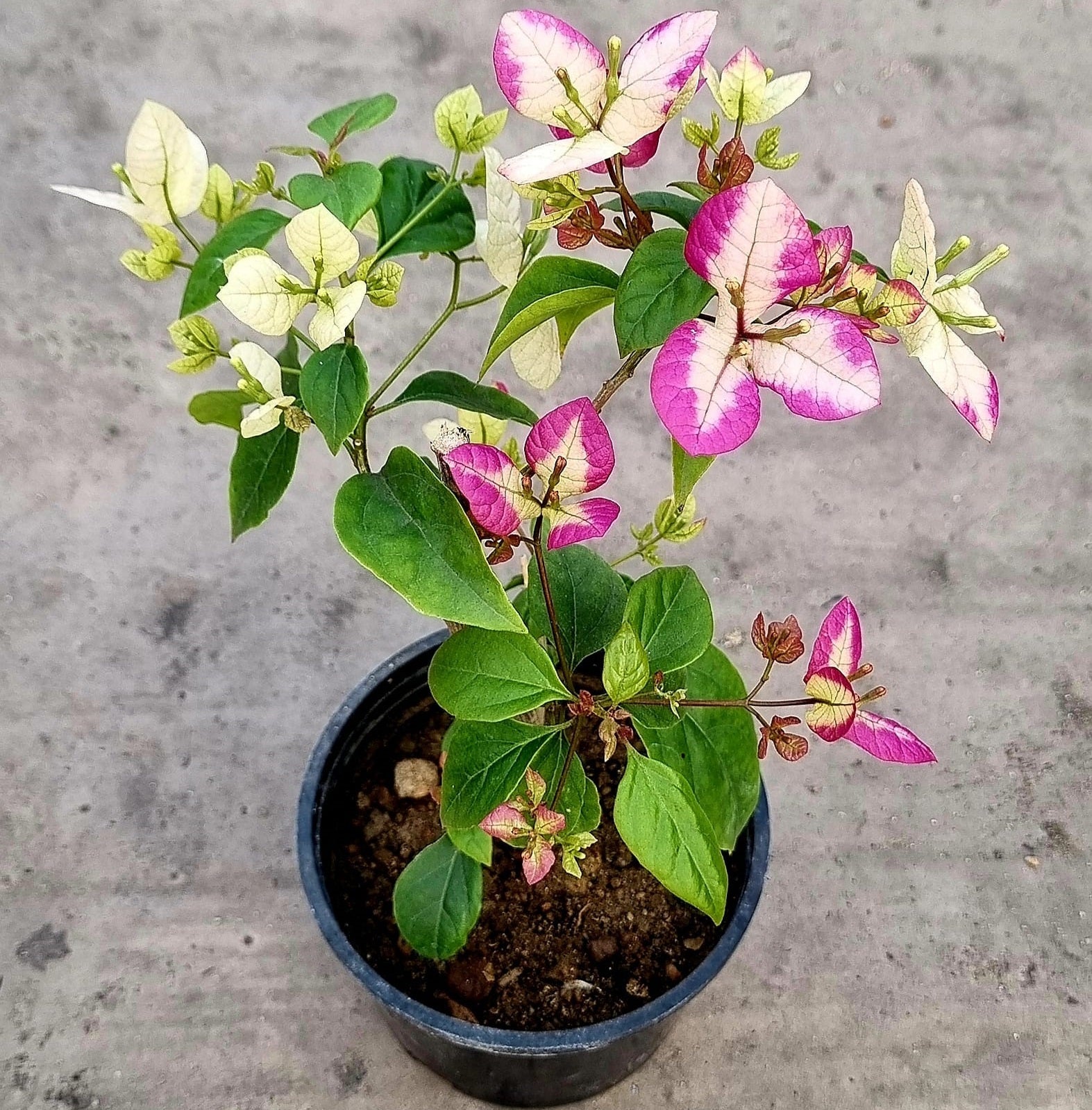 Merry Palmer Bougainvillea Flower Live Plant