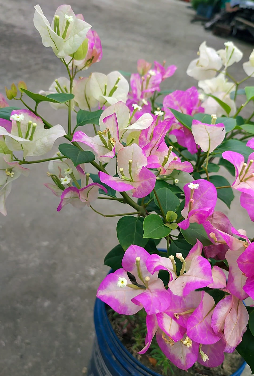 Merry Palmer Bougainvillea Flower Live Plant