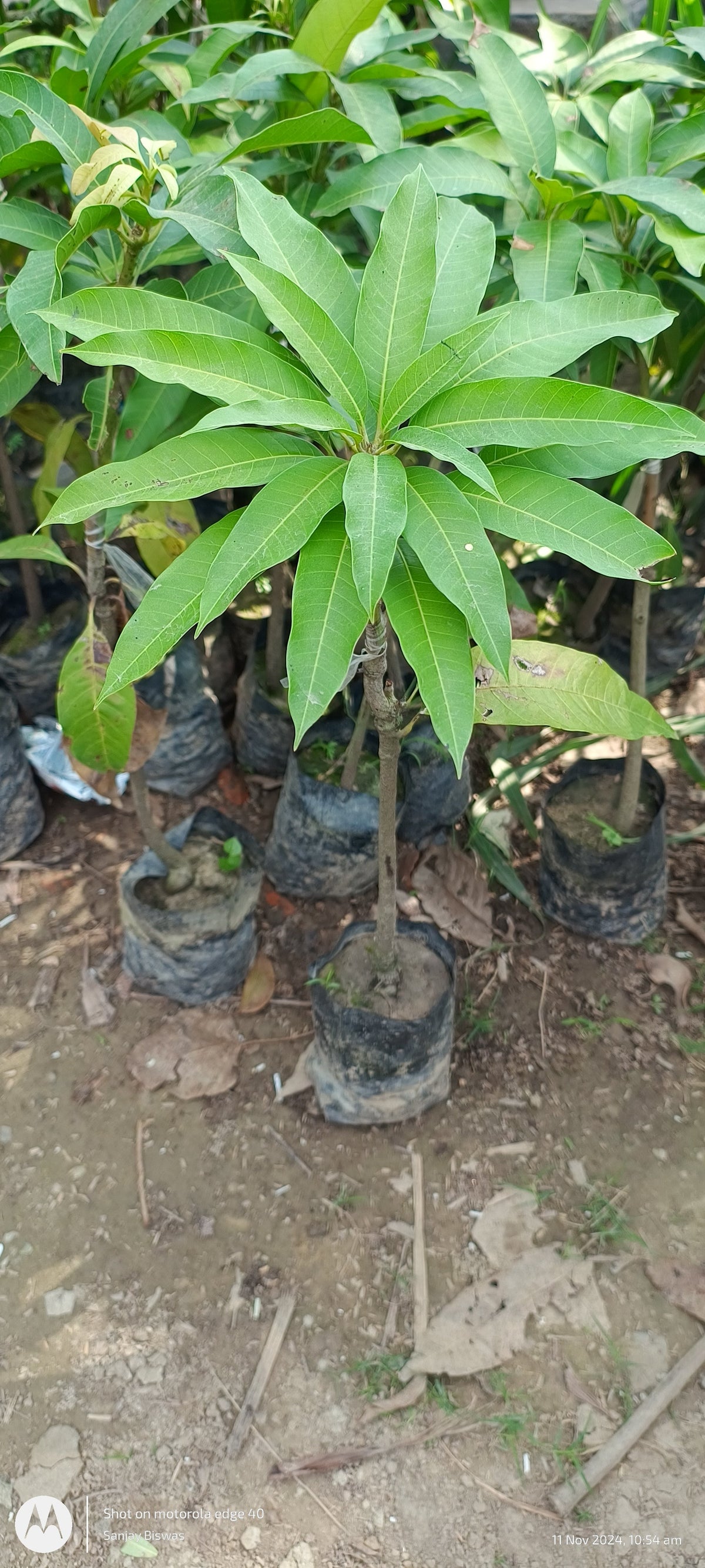 Gourmoti Bangladeshis Varities Mango Grafted Plant