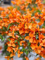 Fire Opal Bougainvillea Flower Live Plant