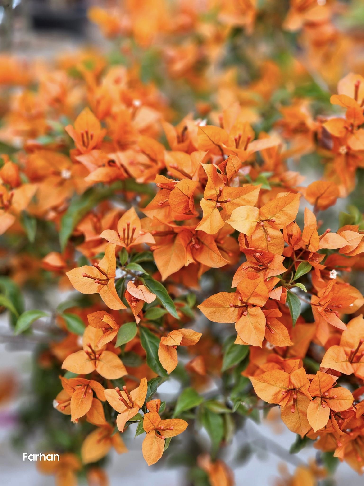 Fire Opal Bougainvillea Flower Live Plant
