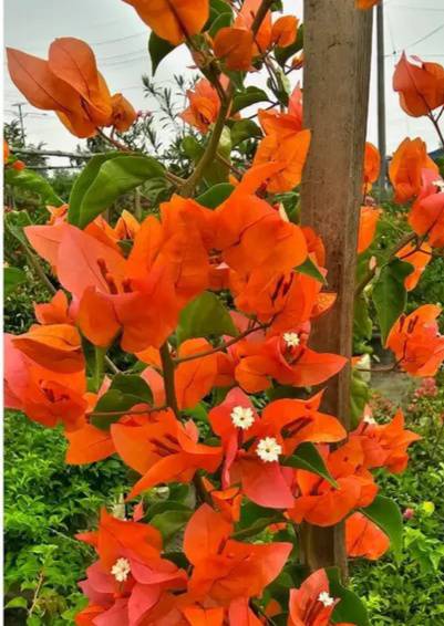 Fire Opal Bougainvillea Flower Live Plant