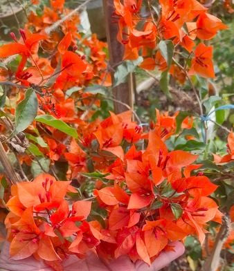 Fire Opal Bougainvillea Flower Live Plant