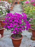 Refulgence Bougainvillea Flower Live Plant