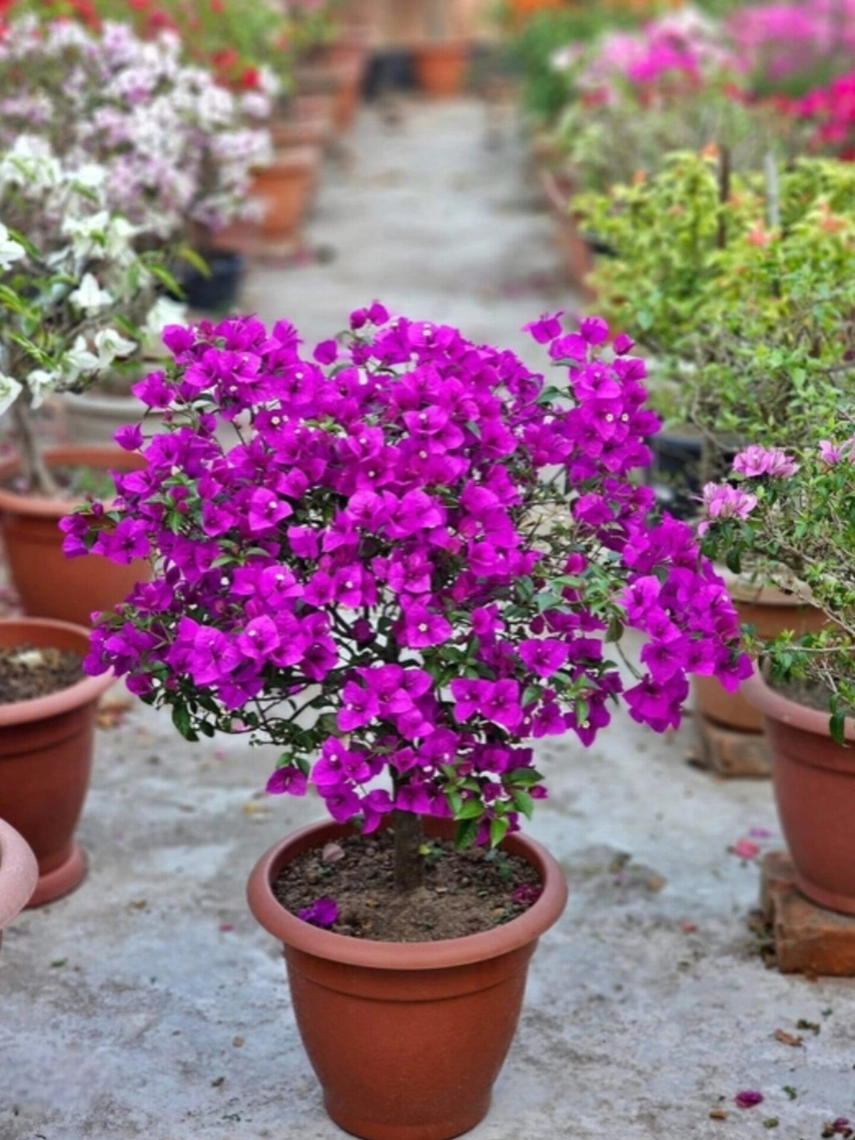 Refulgence Bougainvillea Flower Live Plant