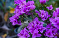 Refulgence Bougainvillea Flower Live Plant