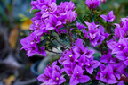 Refulgence Bougainvillea Flower Live Plant