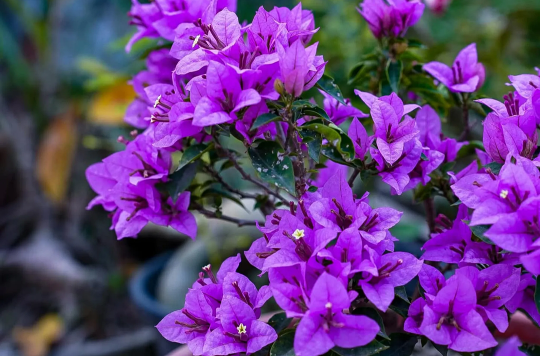 Refulgence Bougainvillea Flower Live Plant