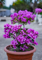 Refulgence Bougainvillea Flower Live Plant
