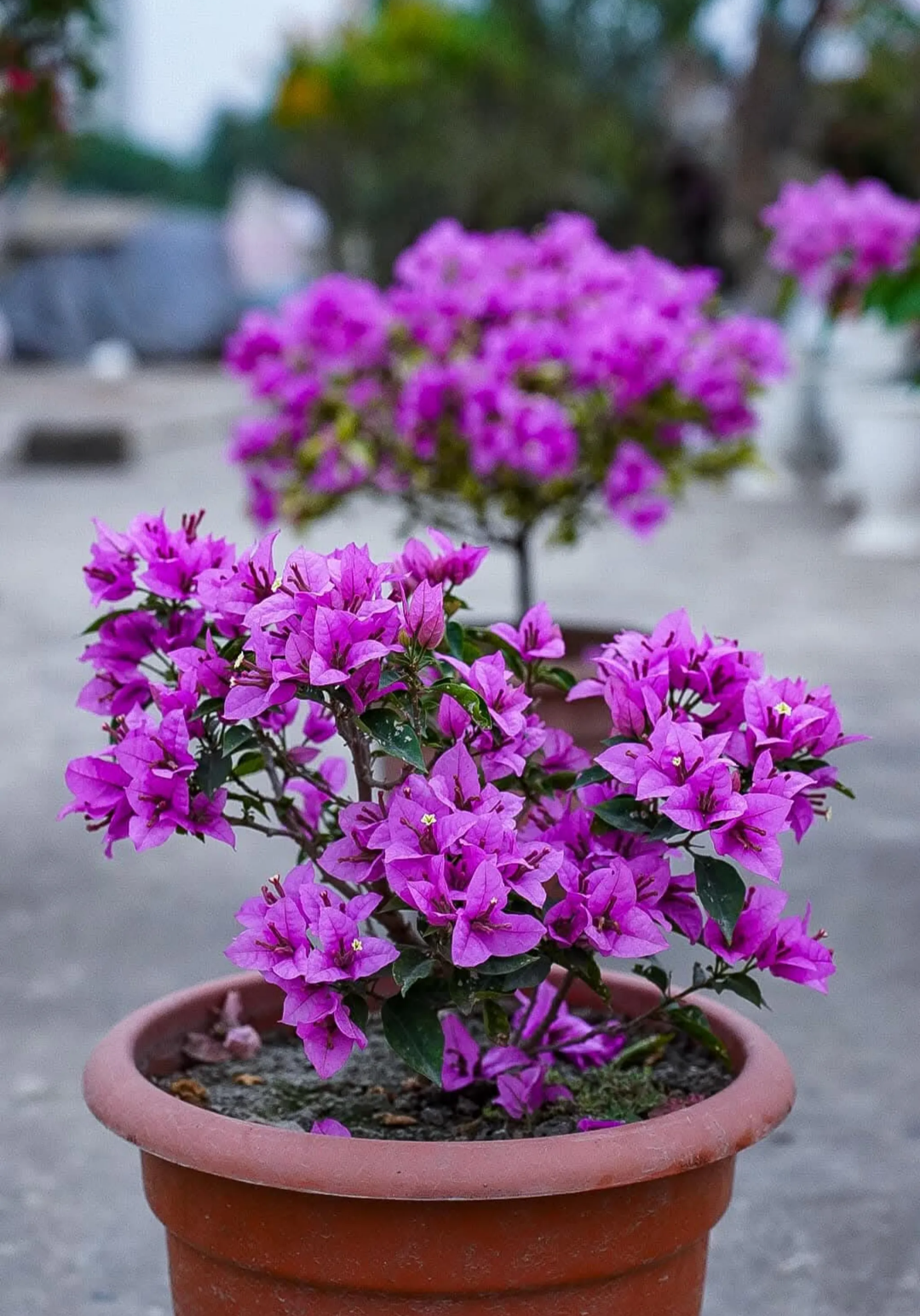 Refulgence Bougainvillea Flower Live Plant