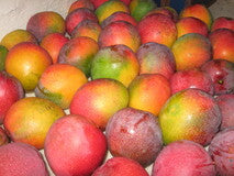Keshar Mango Grafted Fruit Plant