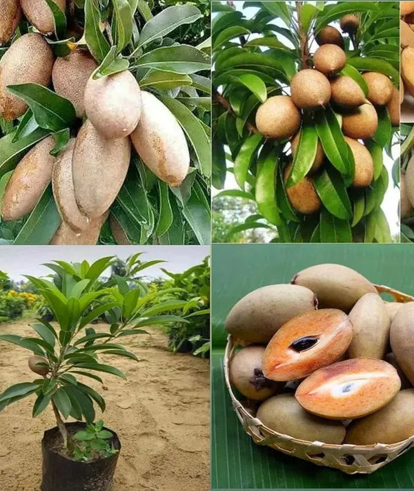 Thai Manilkra Sapota/chikoo Hybrid Grafted Fruit Plant