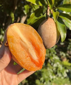 Thai Manilkra Sapota/chikoo Hybrid Grafted Fruit Plant