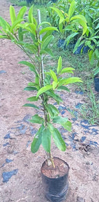 Thai Manilkra Sapota/chikoo Hybrid Grafted Fruit Plant