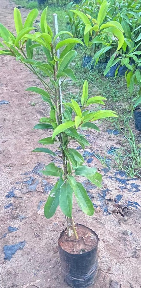 Thai Manilkra Sapota/chikoo Hybrid Grafted Fruit Plant
