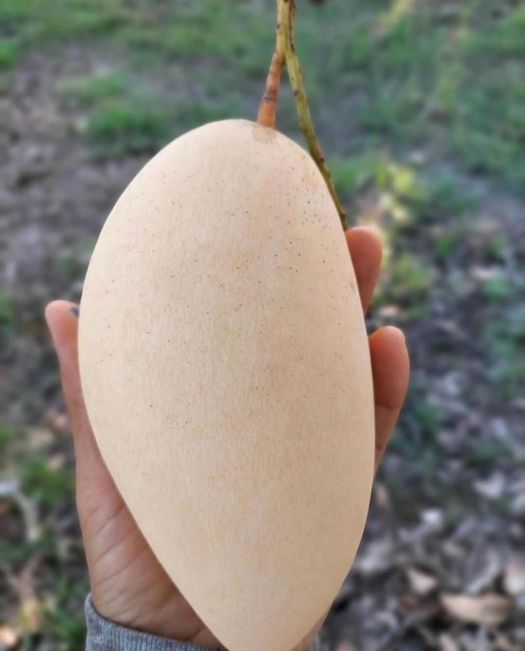 Thai King Of Dok Mai Mango Hybrid Grafted Plant