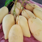 Thai King Of Dok Mai Mango Hybrid Grafted Plant