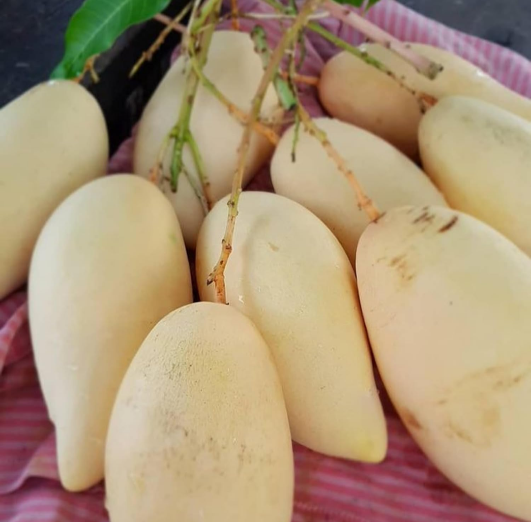 Thai King Of Dok Mai Mango Hybrid Grafted Plant