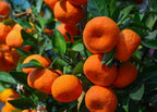 Sweet Orange/Santra Australian Grafted Fruit Plant (Pack Of - 1