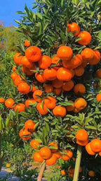 Sweet Orange/Santra Australian Grafted Fruit Plant (Pack Of - 1
