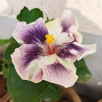 American Varitey Hibiscus Flower Plant