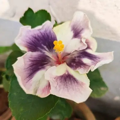 American Varitey Hibiscus Flower Plant