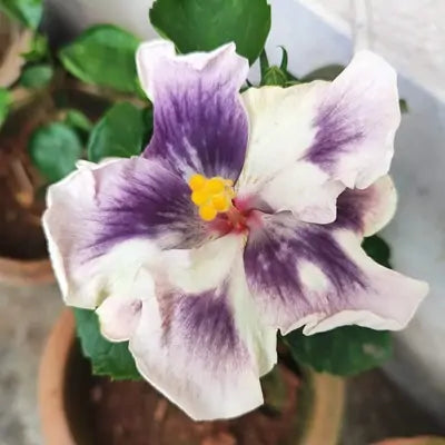 American Varitey Hibiscus Flower Plant