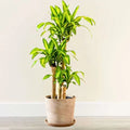Brazilian Lucky Wood Plant (pack Of - 1)