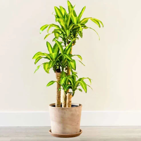 Brazilian Lucky Wood Plant (pack Of - 1)