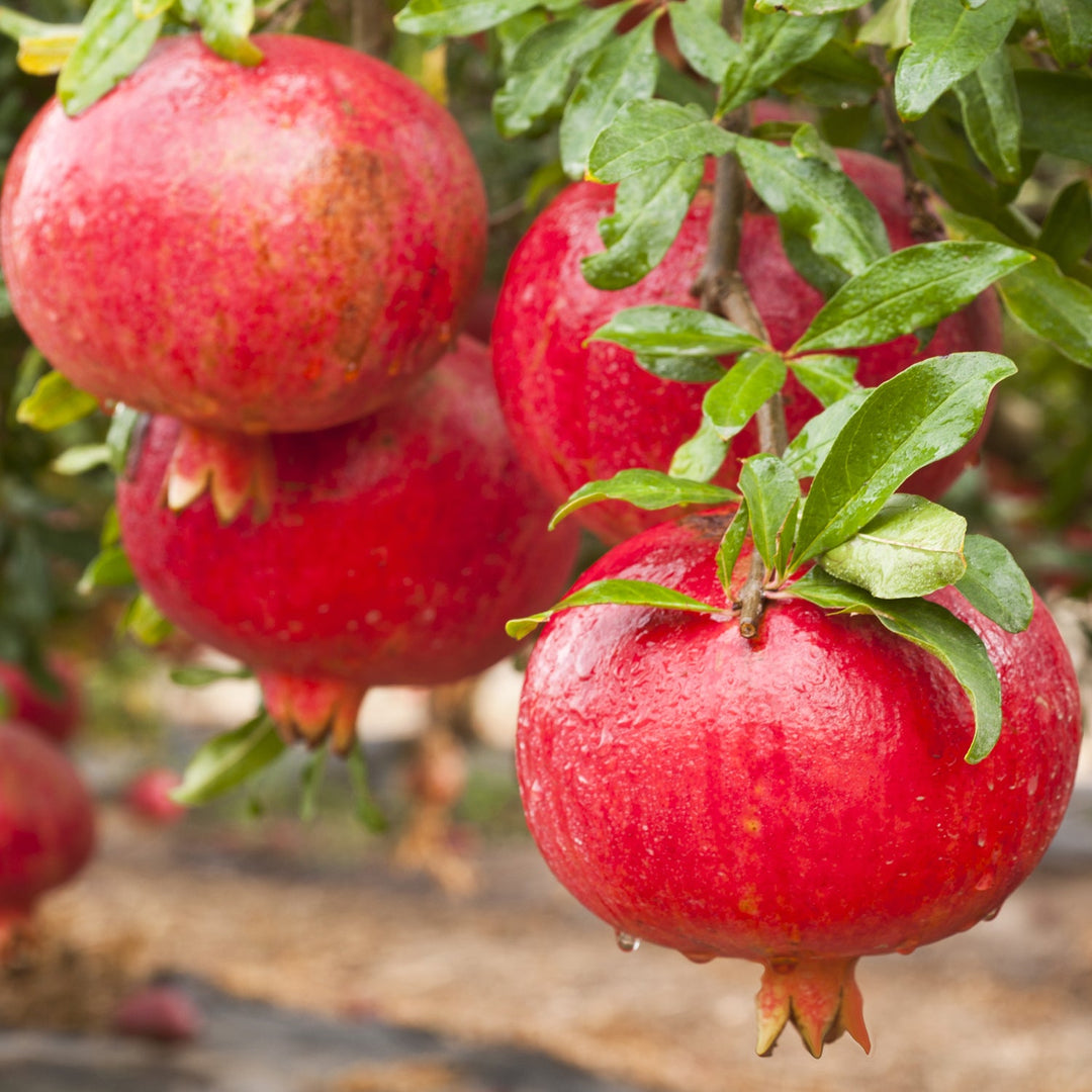 Australian Pomegranate/anar Hybrid Fruit Plant