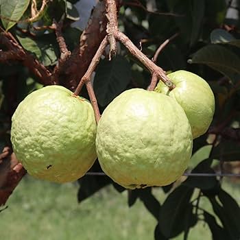 Kolkata Special Khaja Guava/amrud Hybrid Fruit Plant