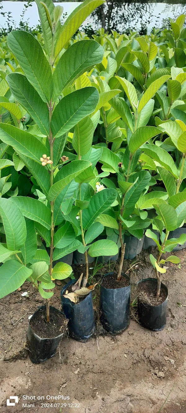 Kolkata Special Khaja Guava/amrud Hybrid Fruit Plant