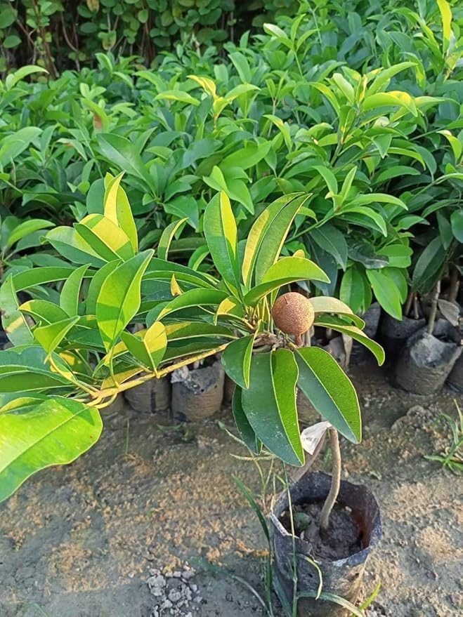 Thai Red Chikku / Sapota Grafted Fruit Plant (pack Of - 1)