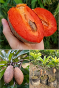 Thai Red Chikku / Sapota Grafted Fruit Plant (pack Of - 1)