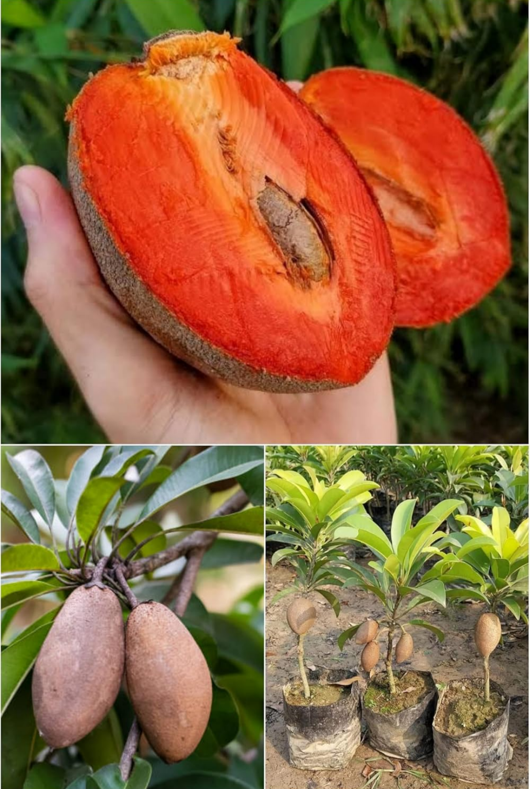 Thai Red Chikku / Sapota Grafted Fruit Plant (pack Of - 1)
