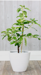 Thai Avocado Hybrid Fruit Plant
