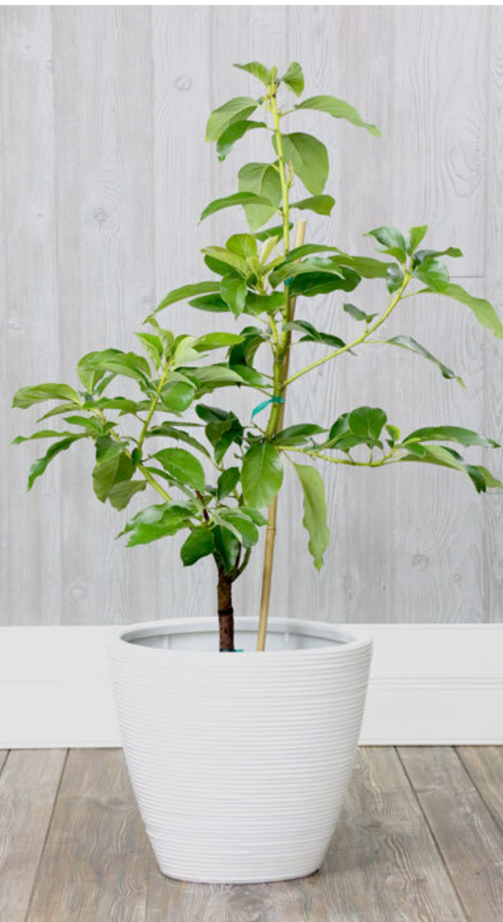 Thai Avocado Hybrid Fruit Plant