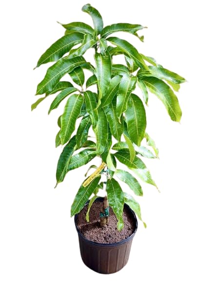 Alponcho Mango Grafted Fruit Plant