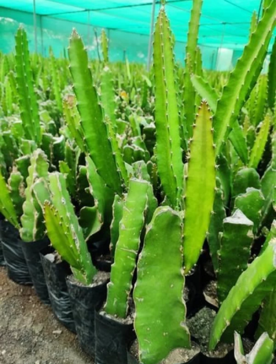 Pack Of 3 Combo Multicolour Dragon Fruit Hybrid Plant