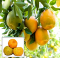 Nagpuri Sweet Mandarin Orange/santra Grafted Fruit Plants