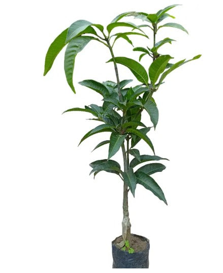 Thai Apple Mango Hybrid Graftad Plant