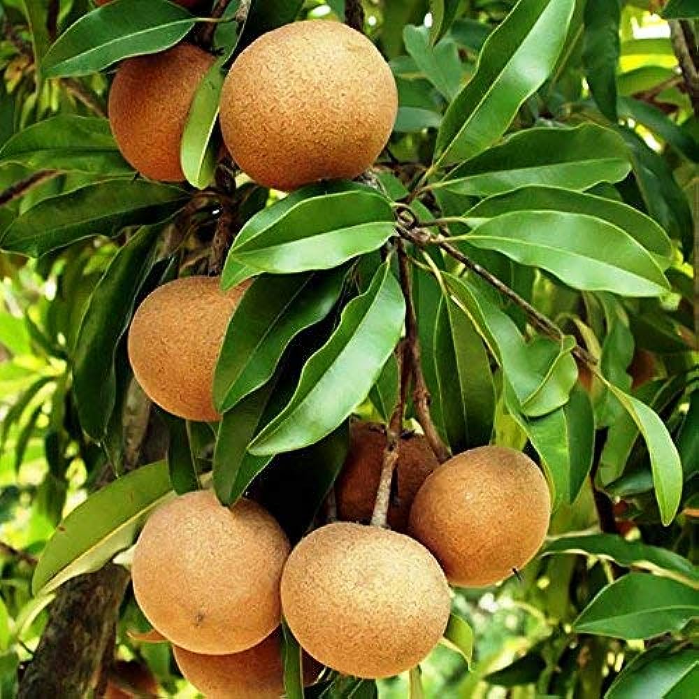 Thai Cricket Ball Chikku /sapota Grafted Fruit Plant (pack Of - 1)