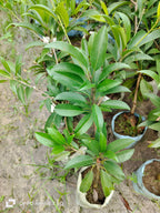 Thai Cricket Ball Chikku /sapota Grafted Fruit Plant (pack Of - 1)