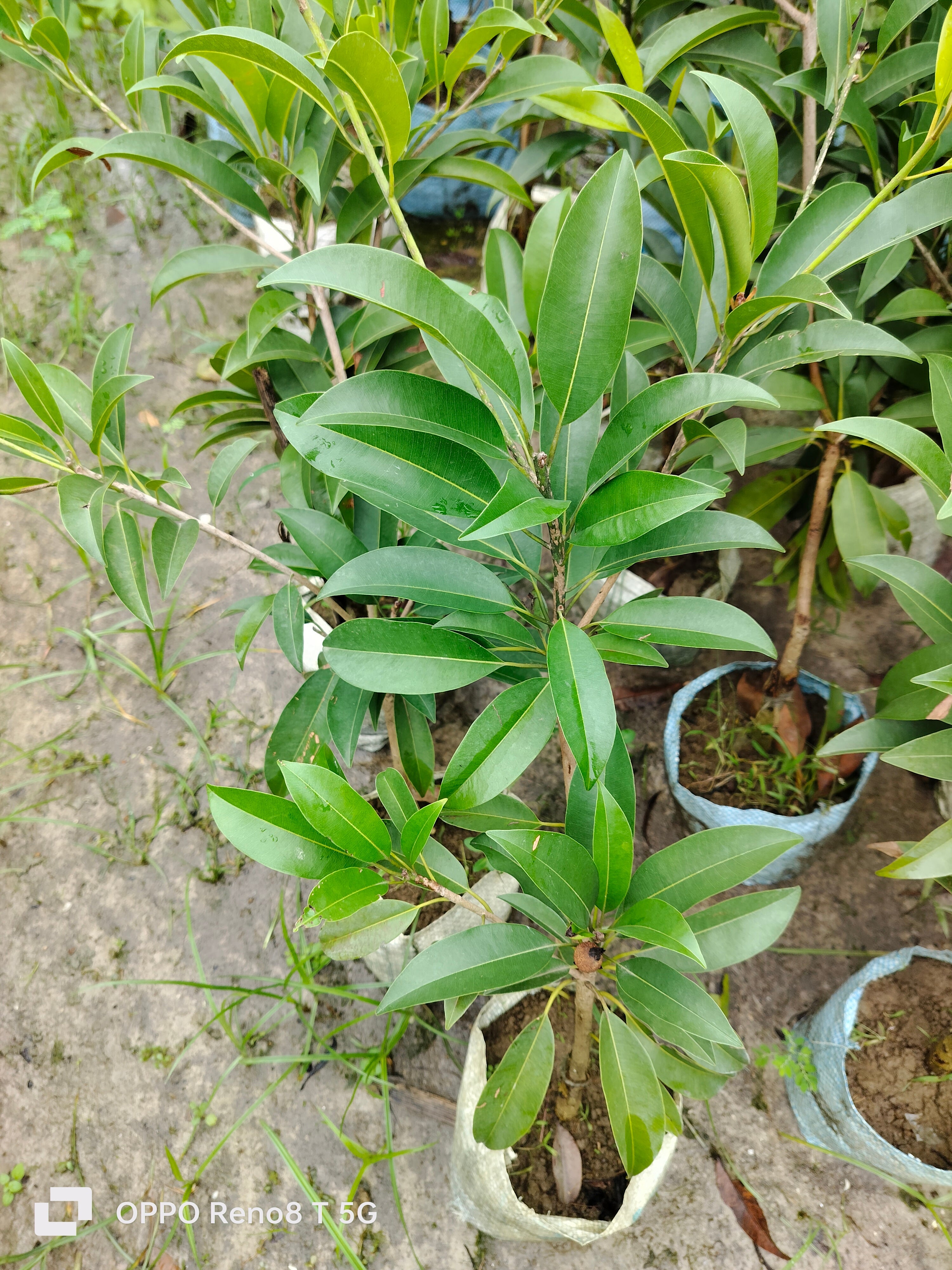 Thai Cricket Ball Chikku /sapota Grafted Fruit Plant (pack Of - 1)