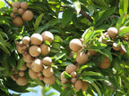 Thai Cricket Ball Chikku /sapota Grafted Fruit Plant (pack Of - 1)