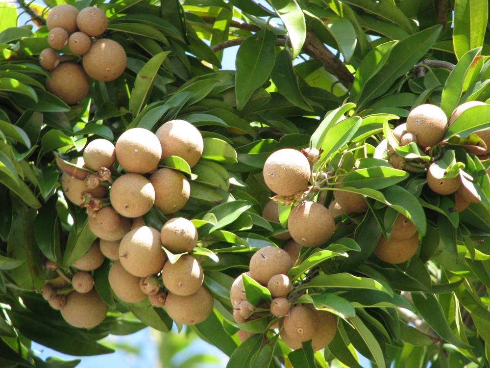Thai Cricket Ball Chikku /sapota Grafted Fruit Plant (pack Of - 1)